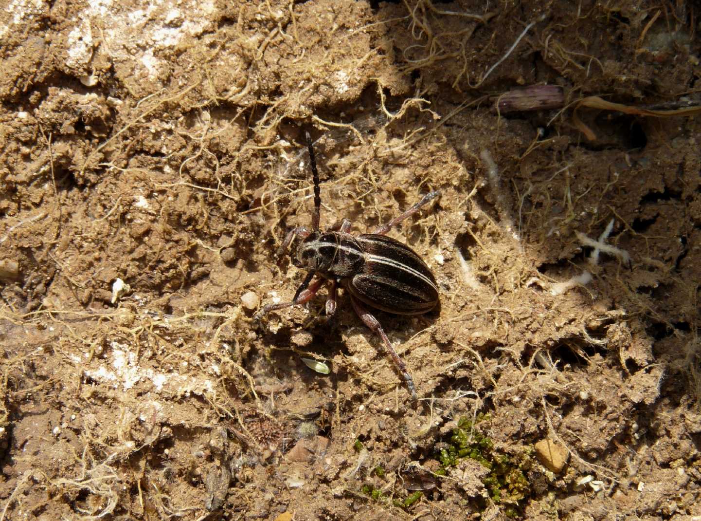 Dorcadion (Pedestredorcadion) etruscum